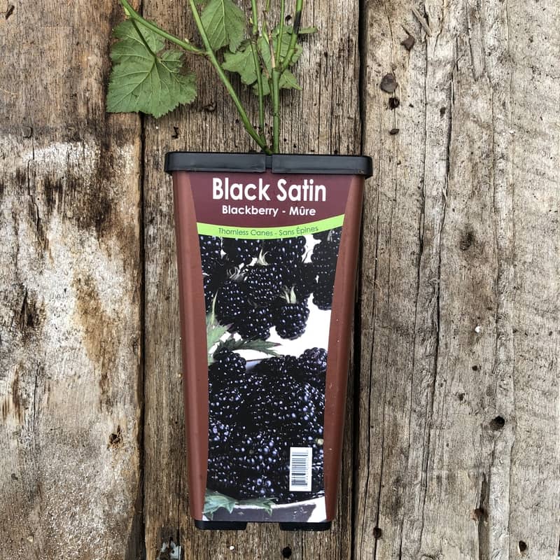 Mûrier Black Satin