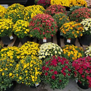 Chrysanthème Automne 6po