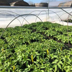 Plants aromatiques & médicinales divers